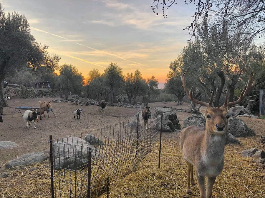 a deer with big antlers watching at the camera at 'Kariofylli Eco Farm' outside